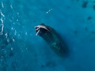 Aerial view of lone man snorkeling around sunken shipwreck — Stock Photo