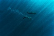 Man snorkeling with nurse shark in blue sea — Stock Photo