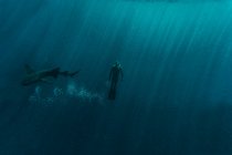 Mid adult man snorkeling with nurse shark in blue sea — Stock Photo