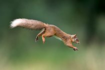 Євразійська червона білка (Sciurus vulgaris) стрибає — стокове фото