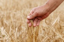 Hombre tocando cosecha de trigo en el campo - foto de stock