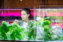 Dueña sonriente con tijeras mirando plantas en restaurante - foto de stock