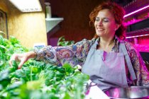 Dueña sonriente recolectando vegetales en invernadero - foto de stock