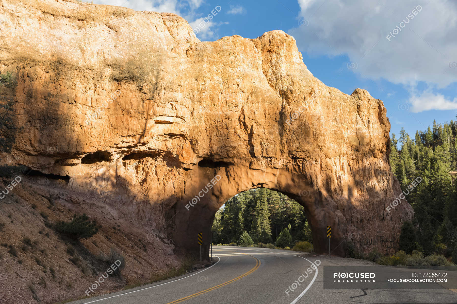 Dixie national forest - Stock Photos, Royalty Free Images | Focused