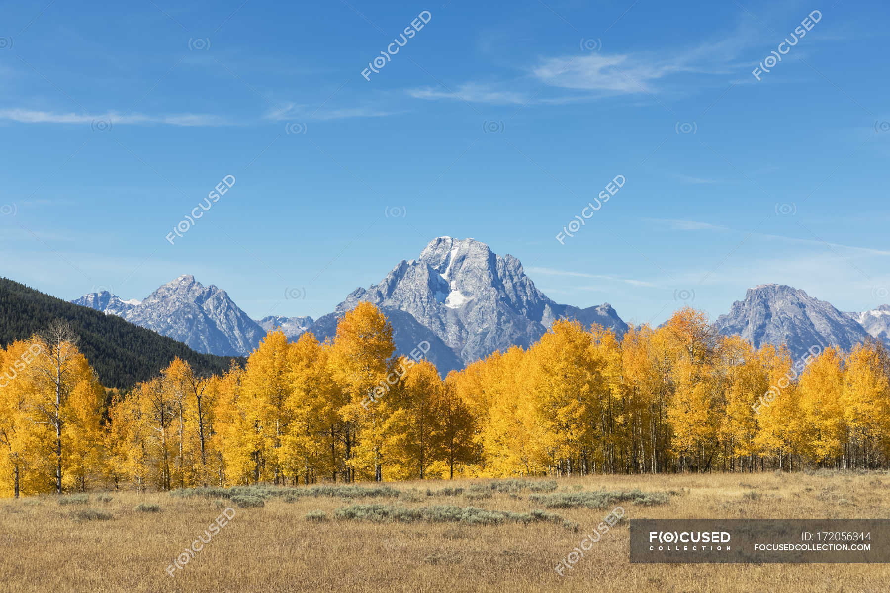 View of trees on foreground and mountains on background, USA — rocky  mountains, scene - Stock Photo | #172056344