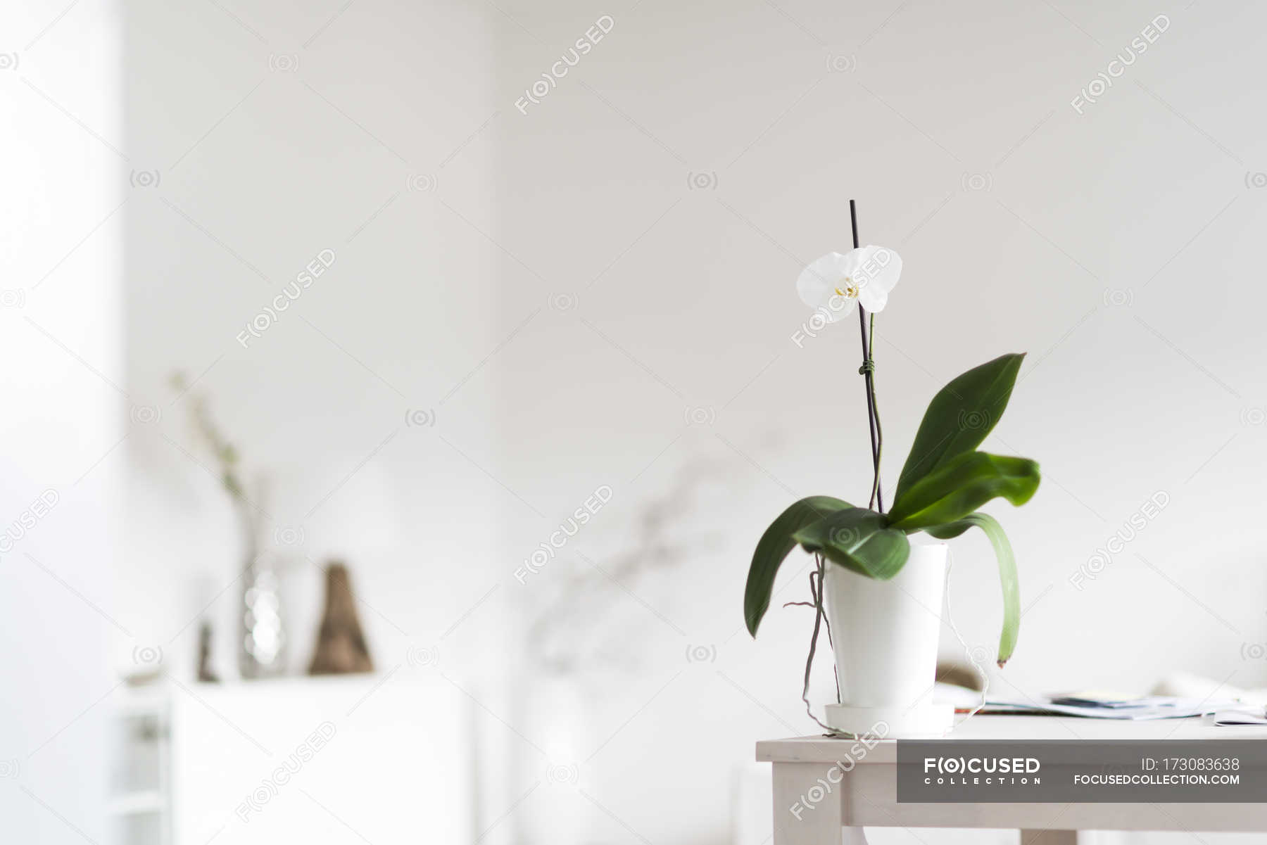 Orchid Plant In Bloom On Table At Home Interior Decoration Flat