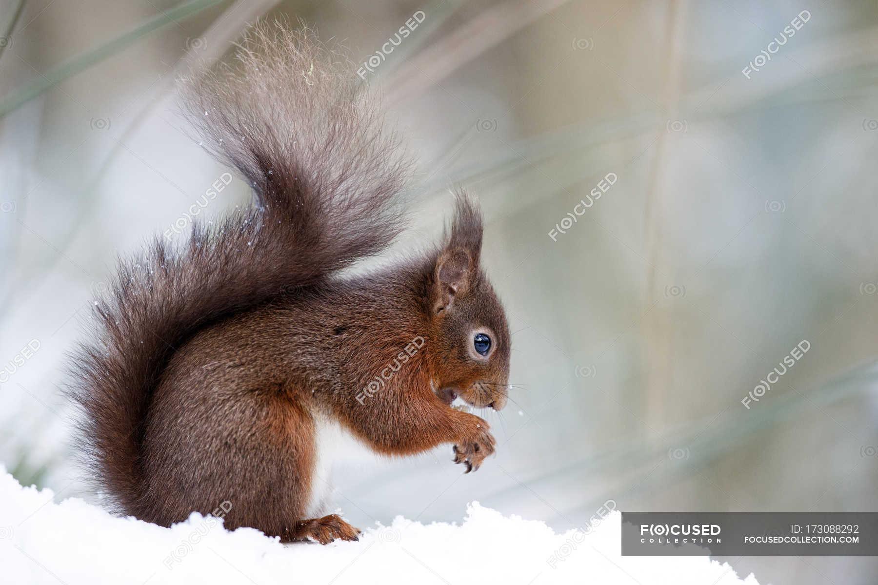 Eurasian red squirrel (Sciurus vulgaris) in — wildlife, wild - Photo | #173088292
