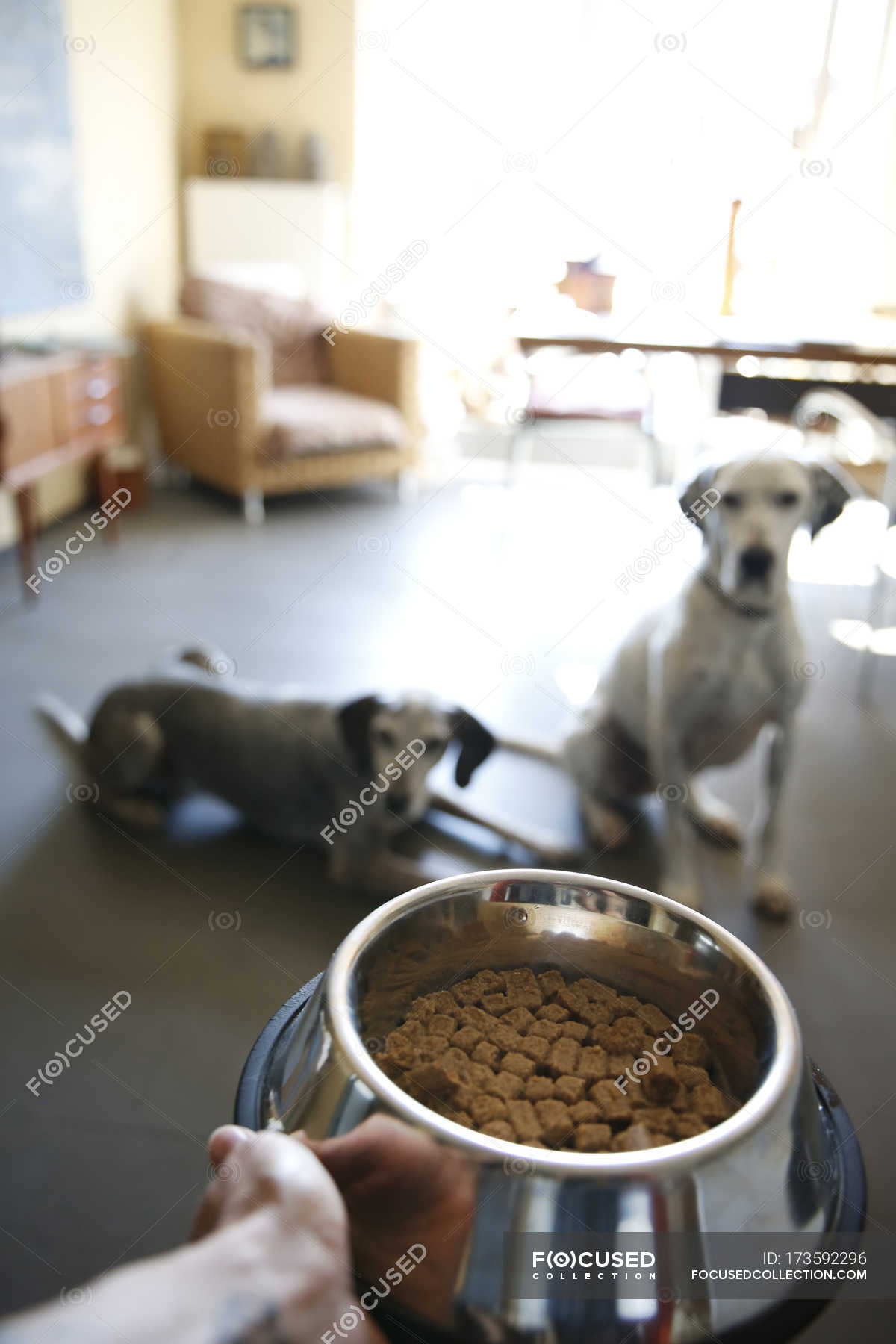 How Do You Feed Two Dogs Together