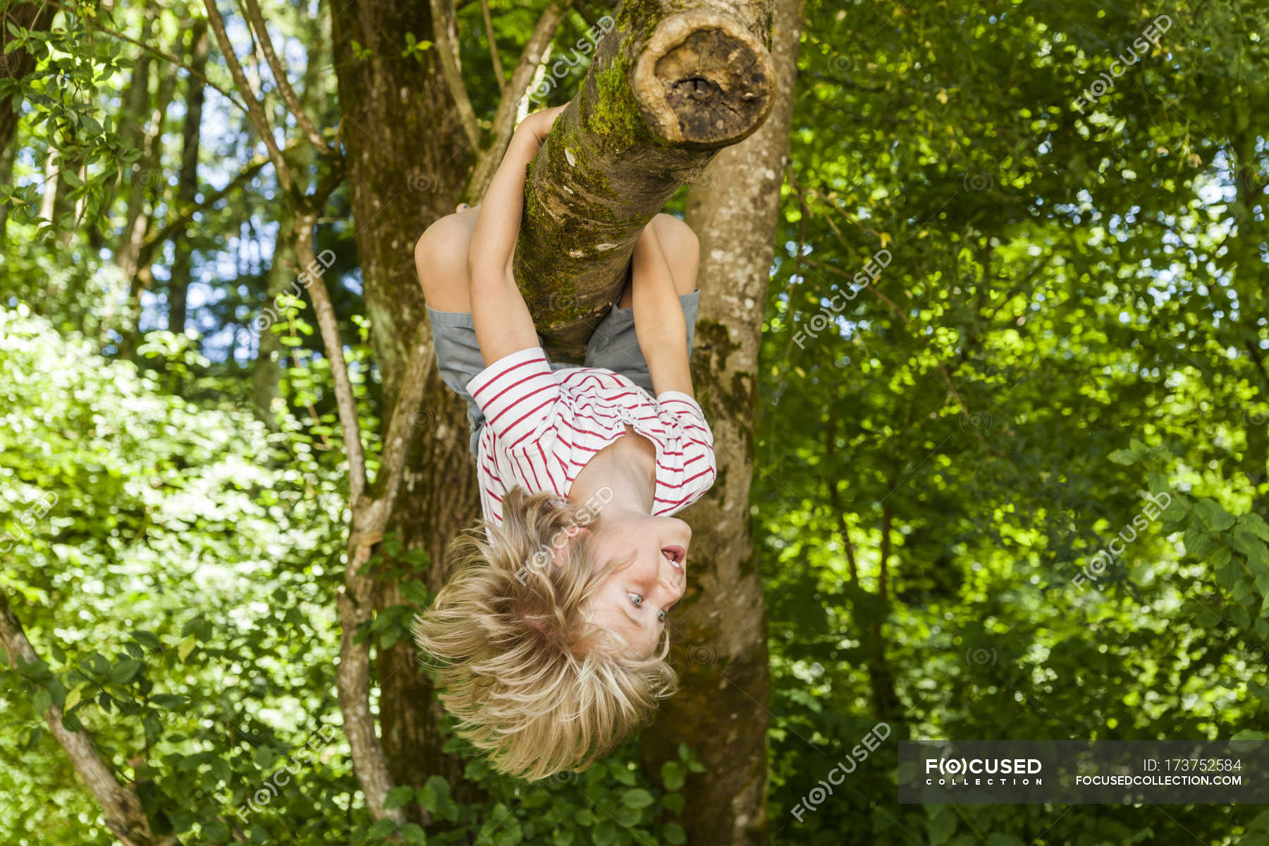 Little boy climbing on a tree in the forest — blond, childhood Stock