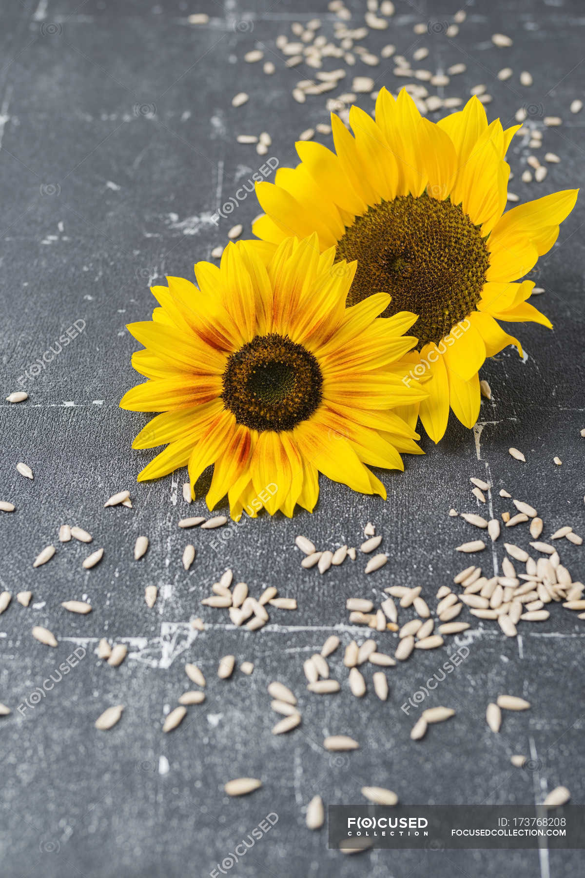 Two Sunflowers And Tered Sunflower Seeds Bright Colour Tered Sunflower Seeds