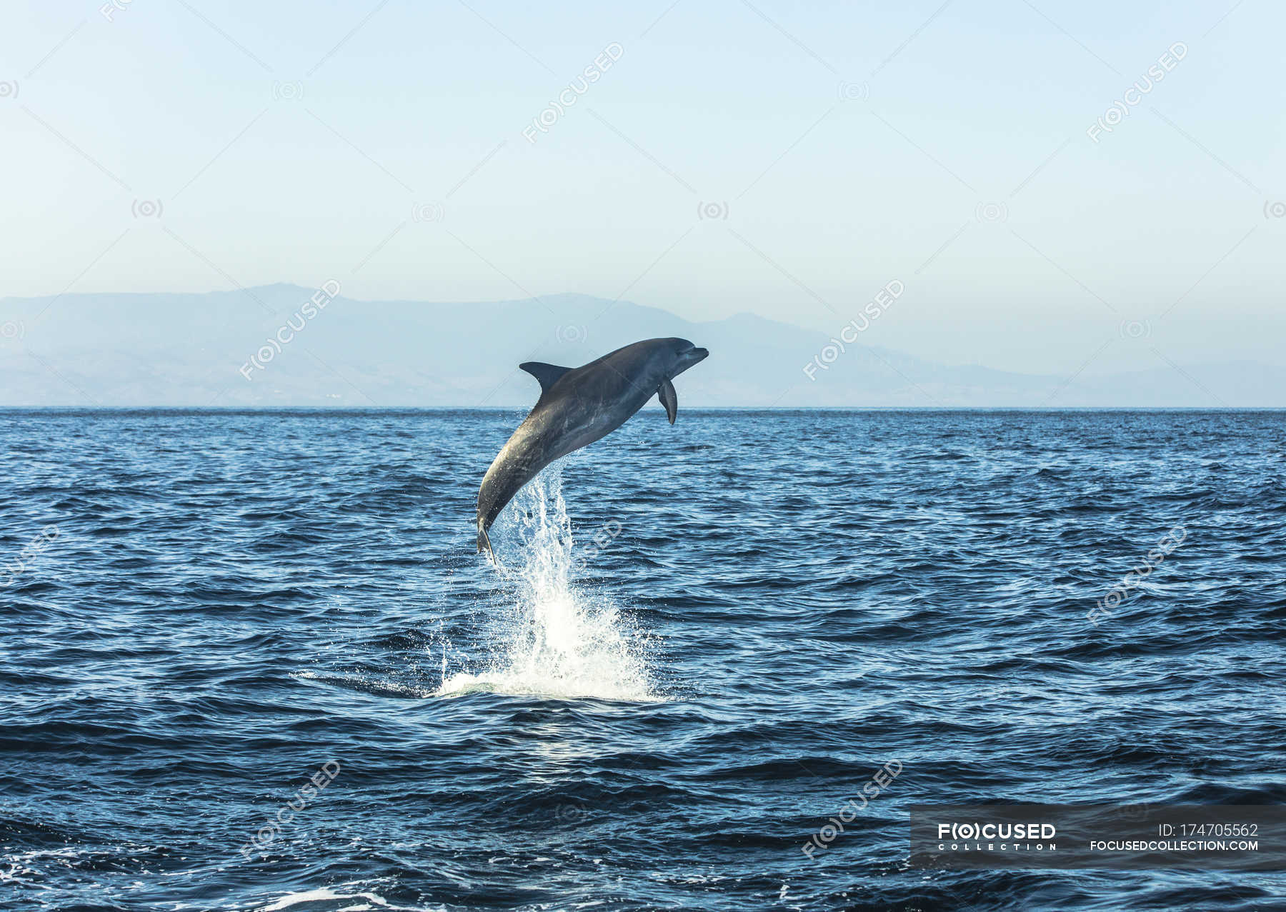 bottlenose dolphin jumping