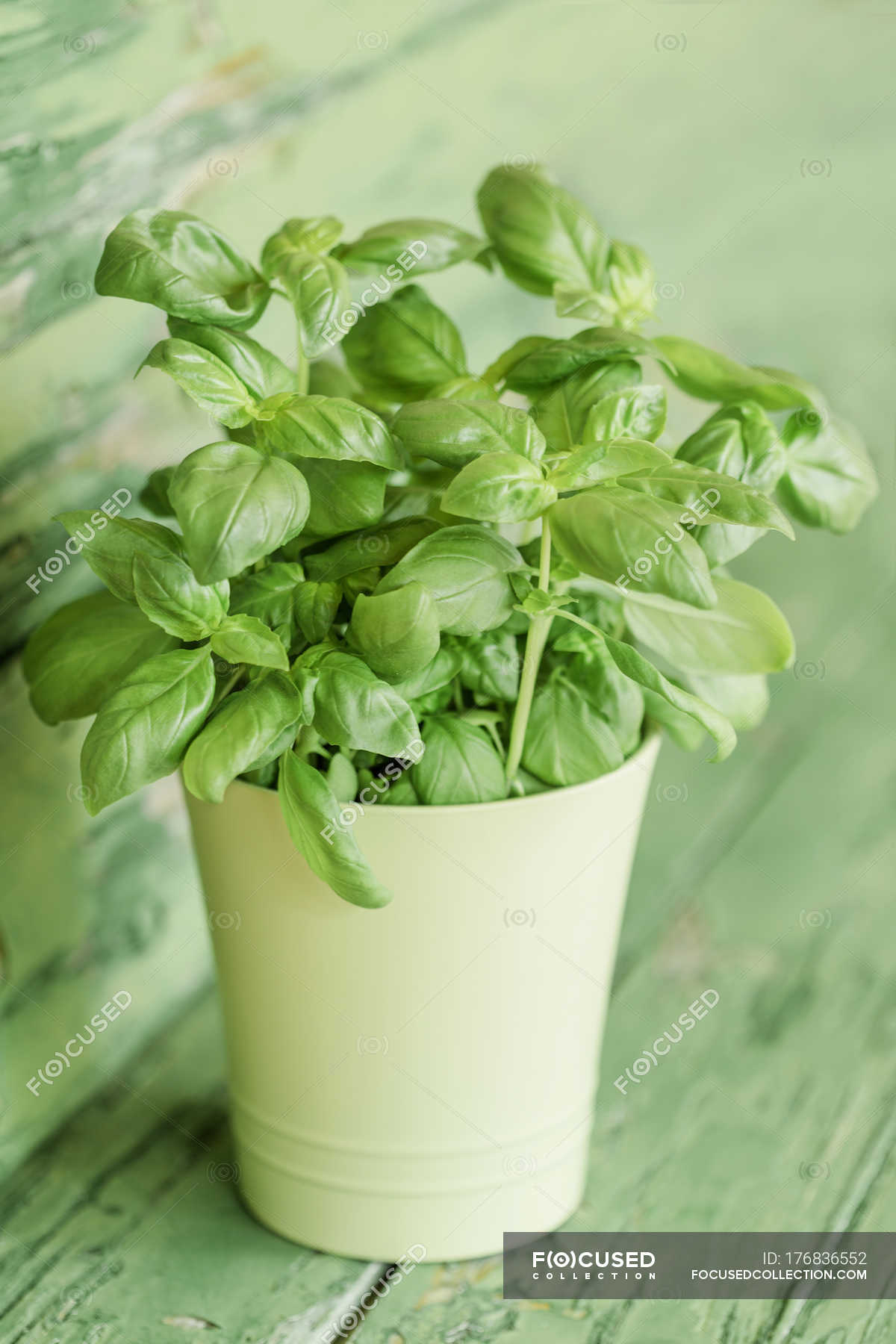 Green and fresh basil in pot on wooden background — Healthy Eating