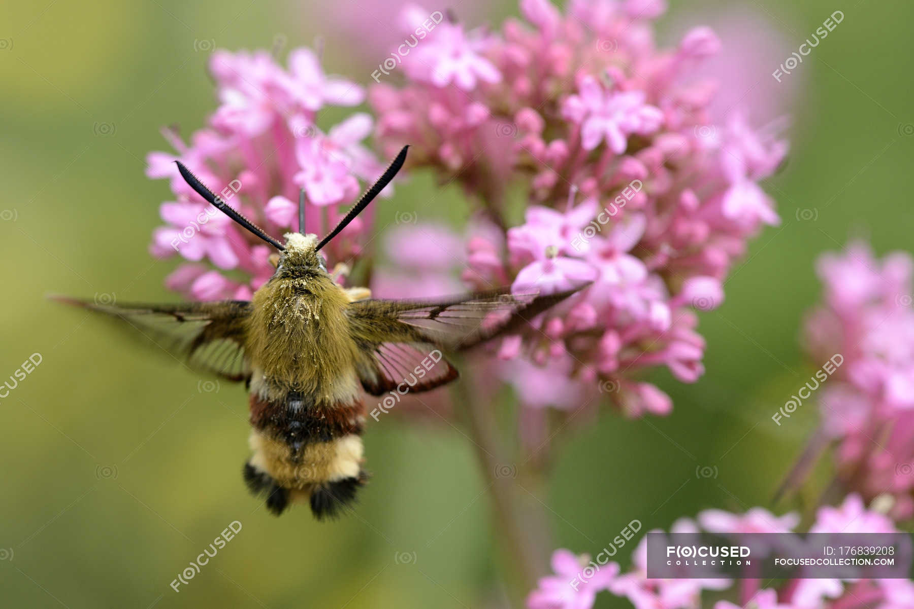 Broad-bordered Bee Hawk-moth, Hemaris fuciformis — United Kingdom ...