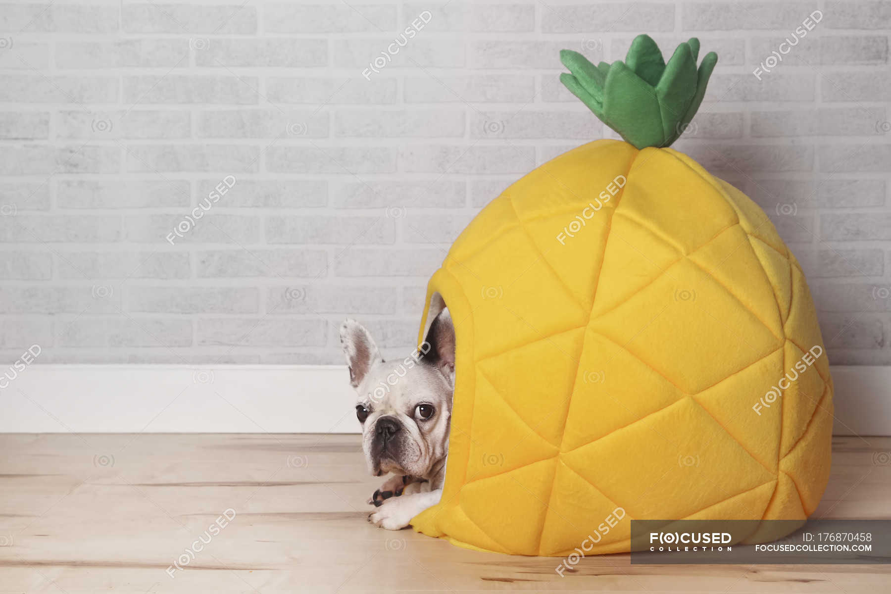 can bulldogs have pineapple