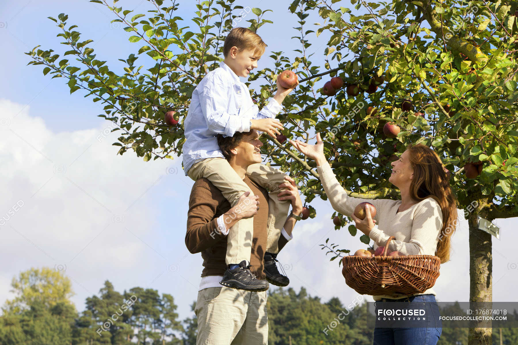 Eat from trees. Сбор урожая с деревьев. Семья в яблочном саду. Сбор яблок в саду. Собираем яблоки в саду.