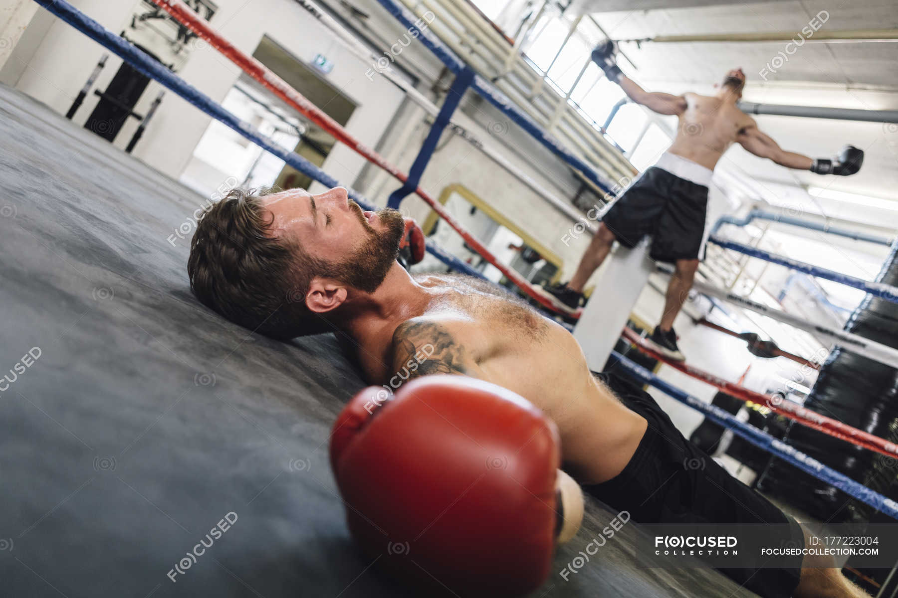 knocked-out-caucasian-boxer-lying-in-boxing-ring-mid-adults