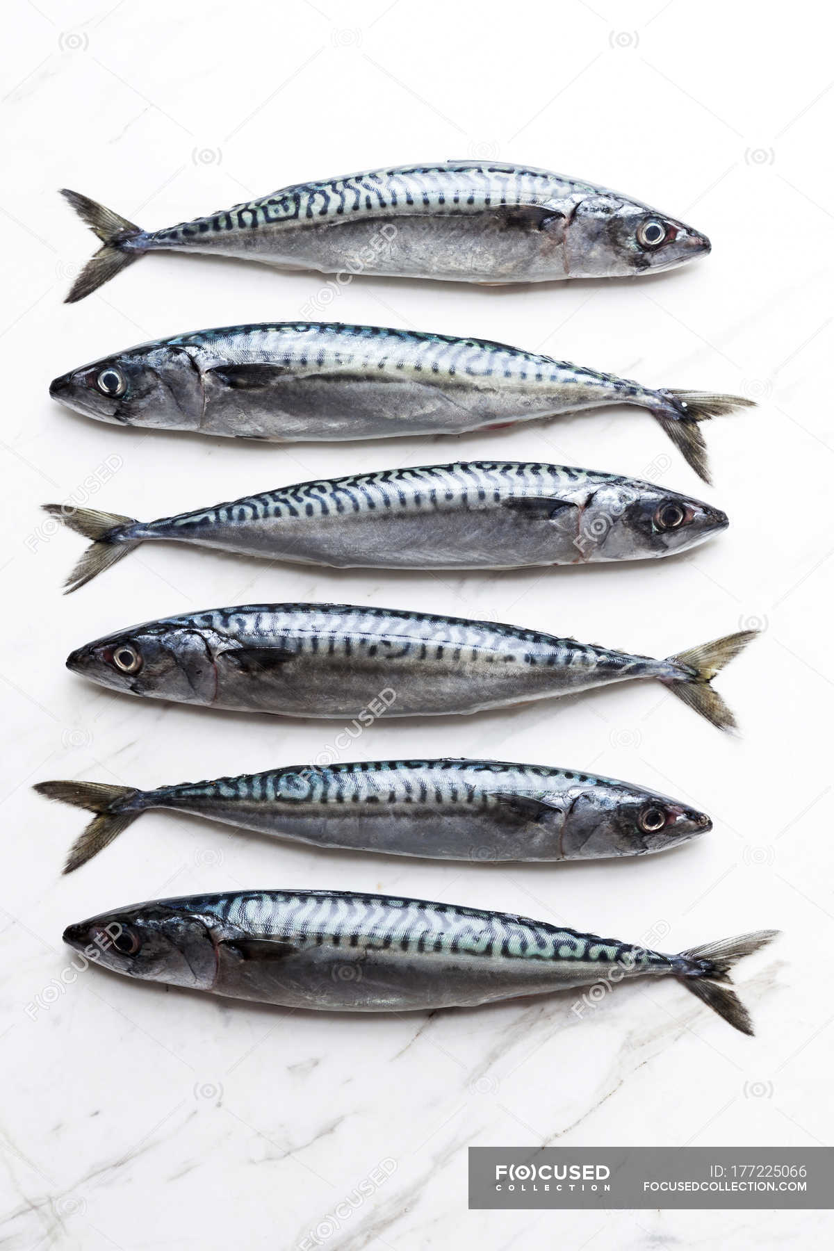 Six Sardines