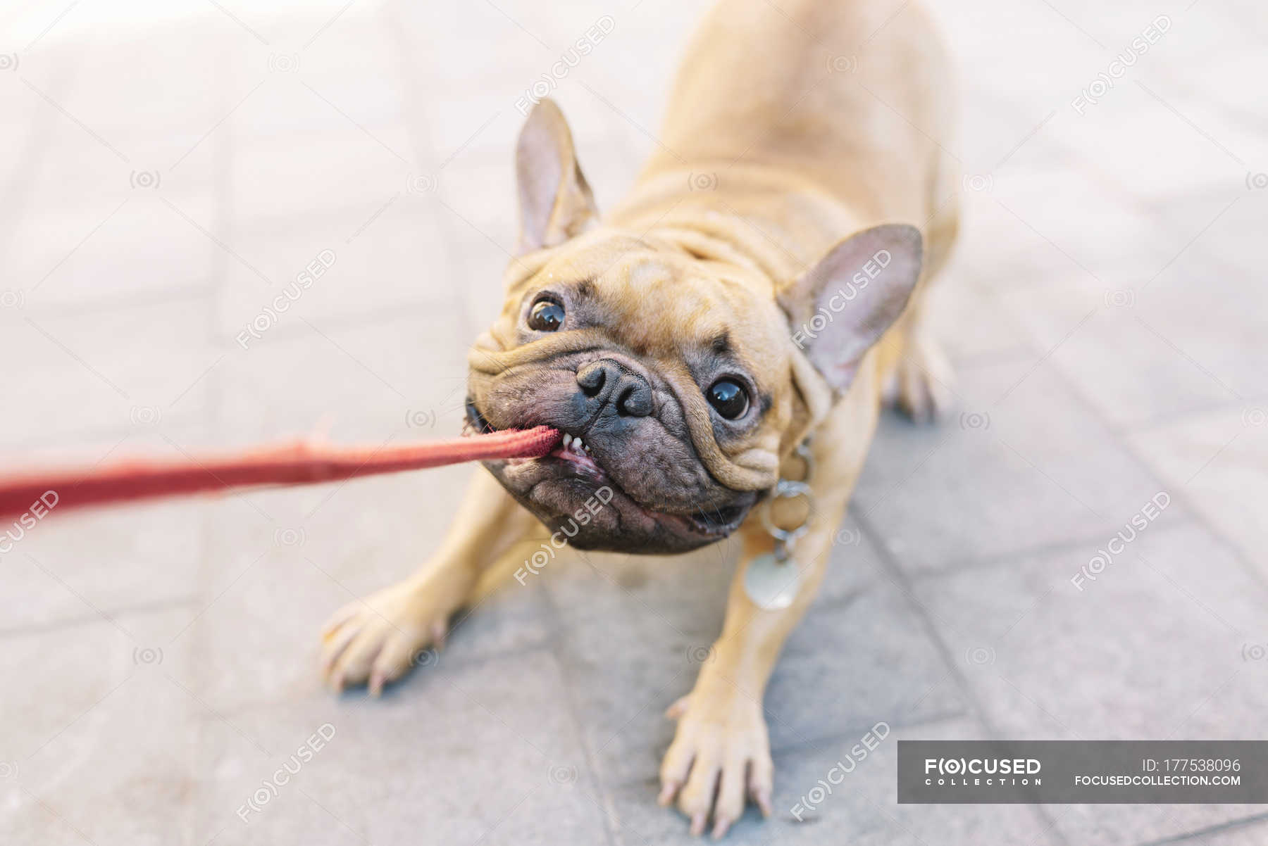 french bulldog leads
