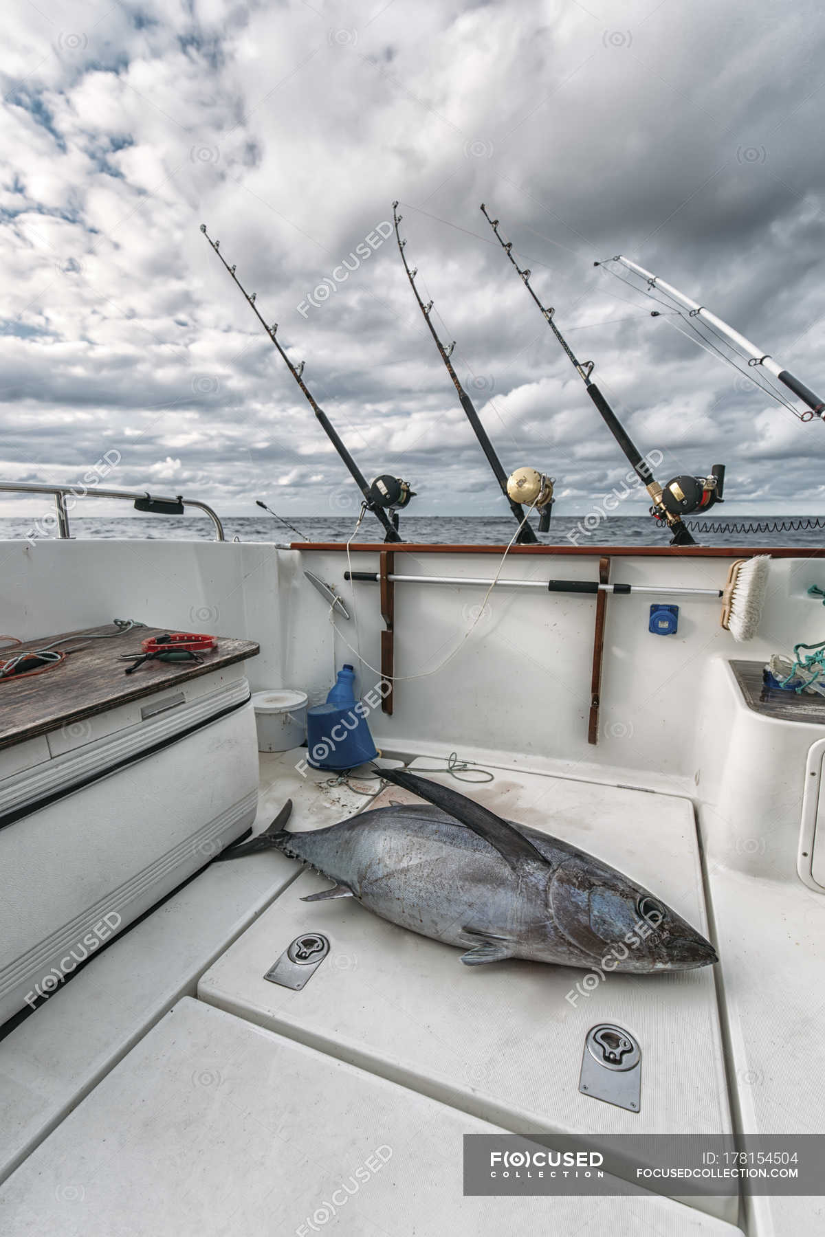 Tuna fish on fishing boat in Asturias, Spain — animal, ocean Stock