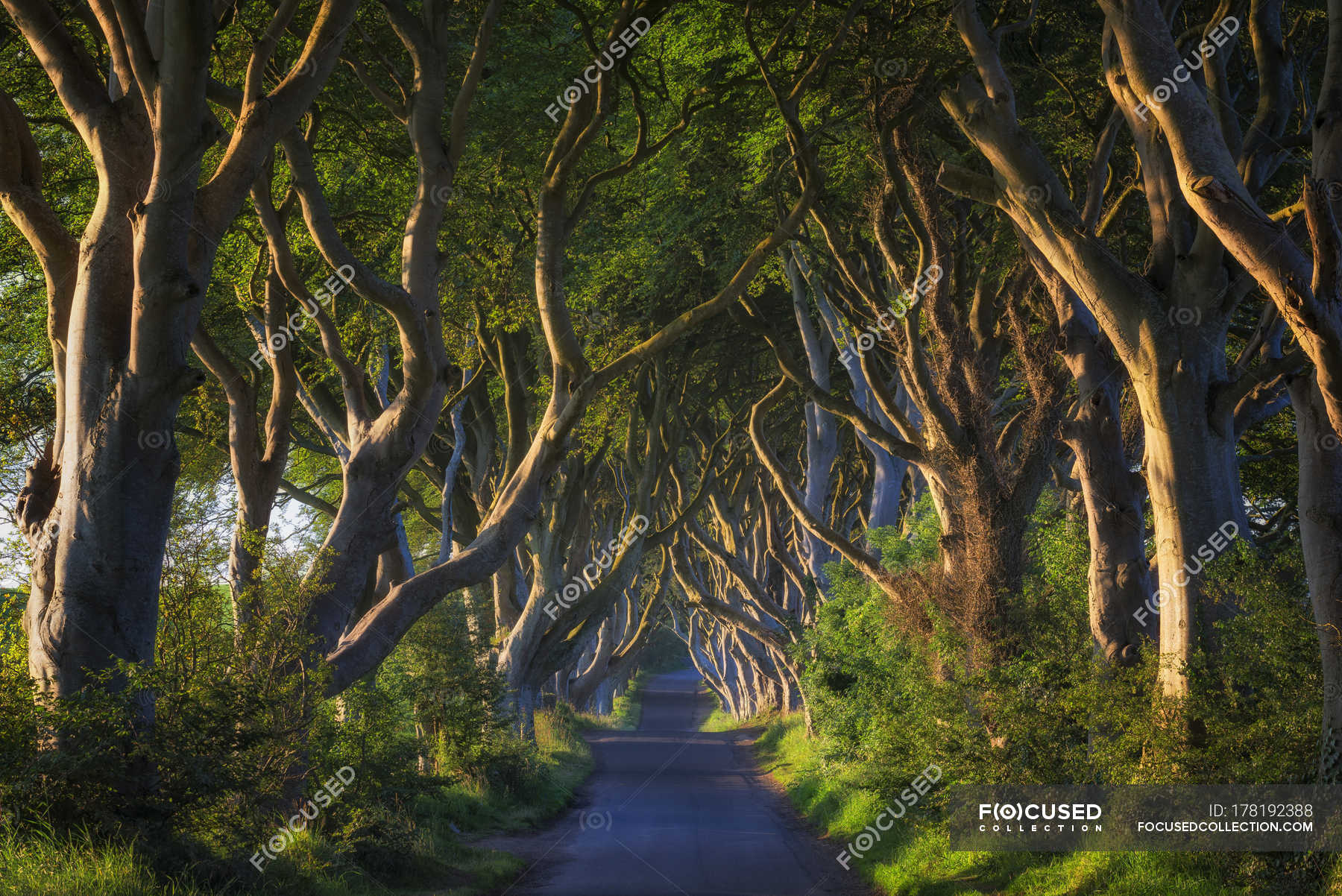 Scenic View Of Dark Hedges Alley And Beeches Near Ballymoney Northern Ireland Plants Empty Road Stock Photo