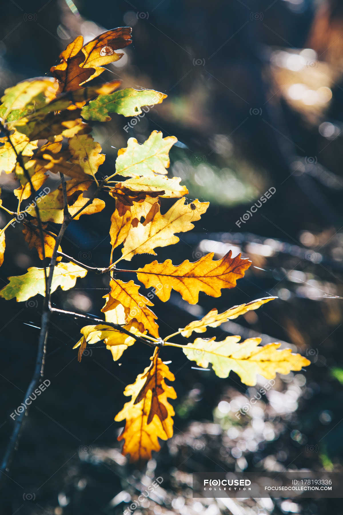 Autumn leaves outdoors on blurred background — autumn leaf, beauty of  nature - Stock Photo | #178193336