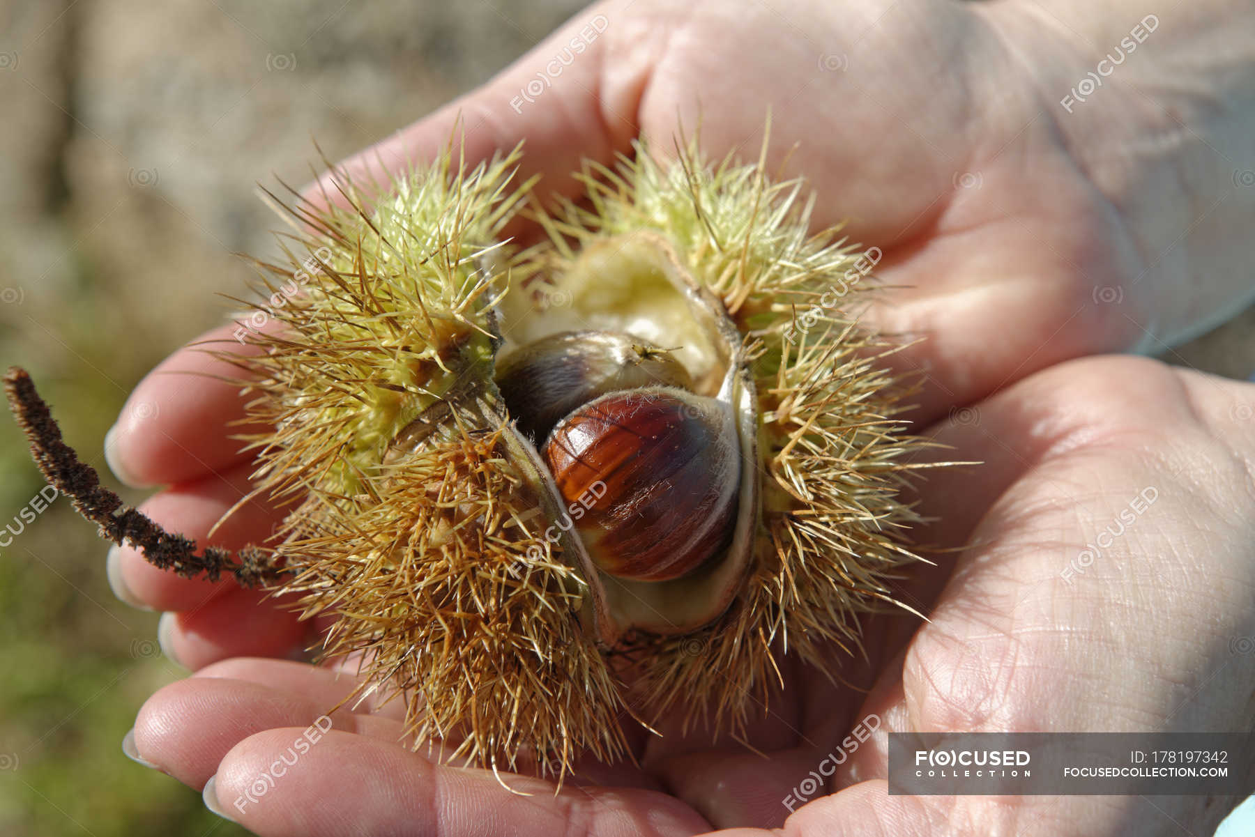 Close-up of female hands holding sweet chestnut in shell — protein ...