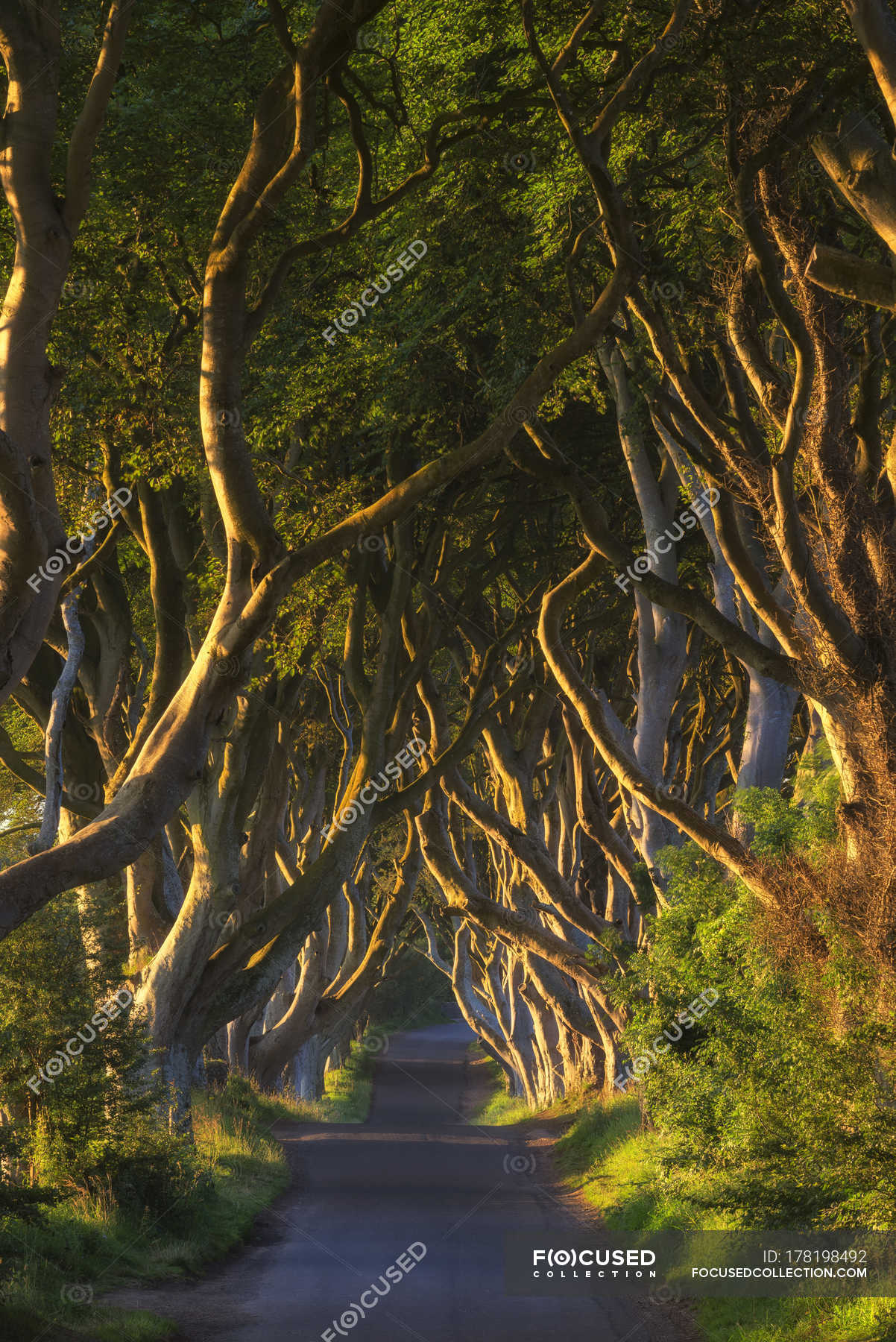 Scenic View Of Dark Hedges Alley And Beeches Near Ballymoney Northern Ireland Evening Nature Stock Photo