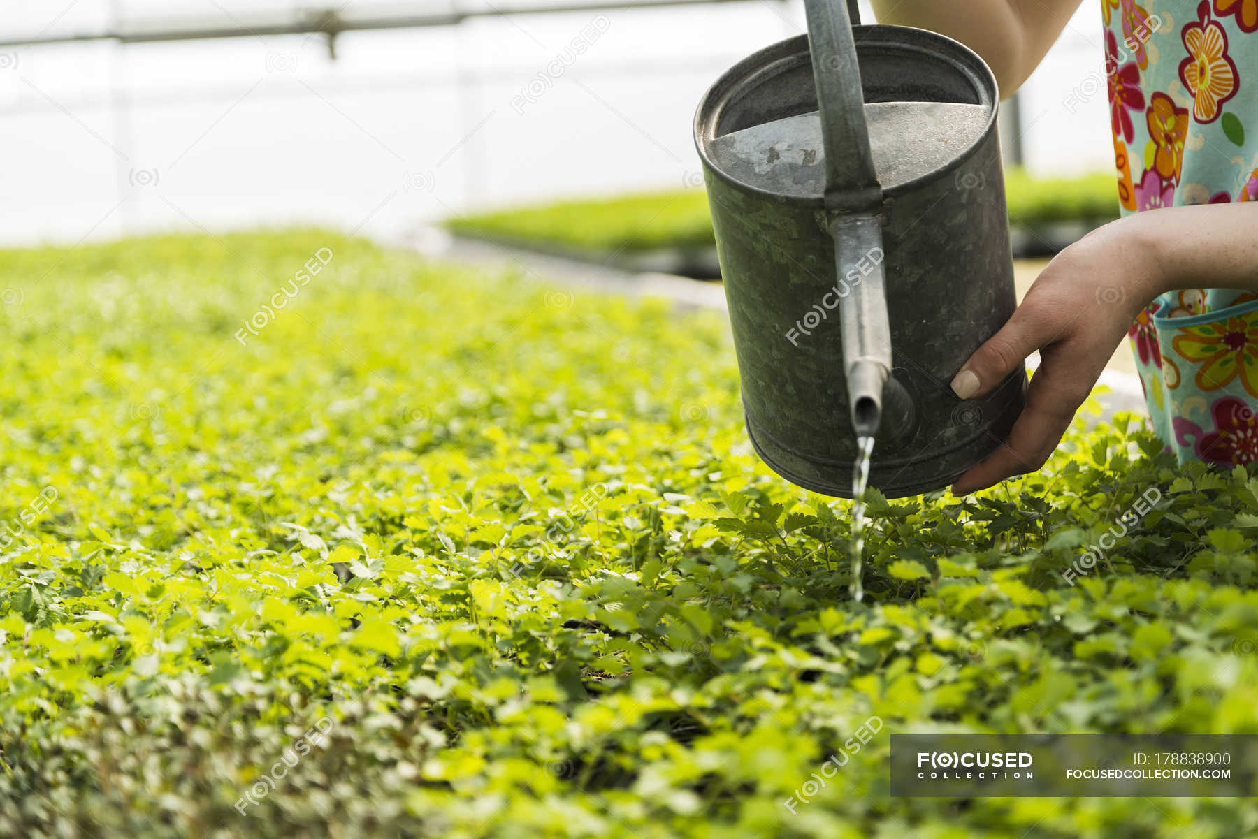 Все для полива. Зелёное удобрение из травы. Удобрение для цветов йод и сахар. Поливает из лейки. Полив комнатных растений.