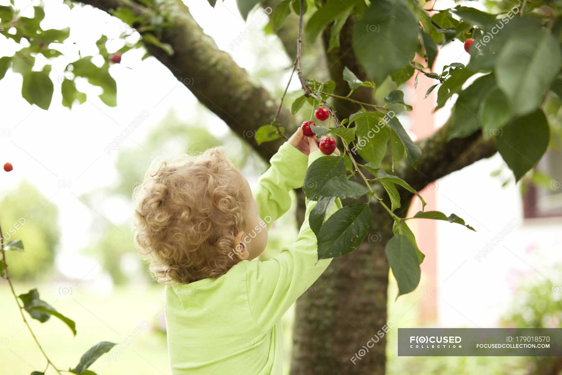 Little girl picking cherry from a tree — garden, twig - Stock Photo ...