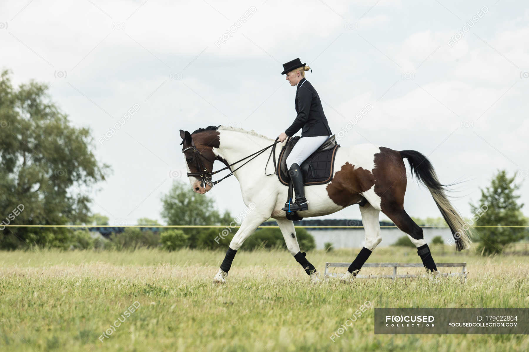 Dressage Rider On Horse In The Field Day Hat Stock Photo 179022864