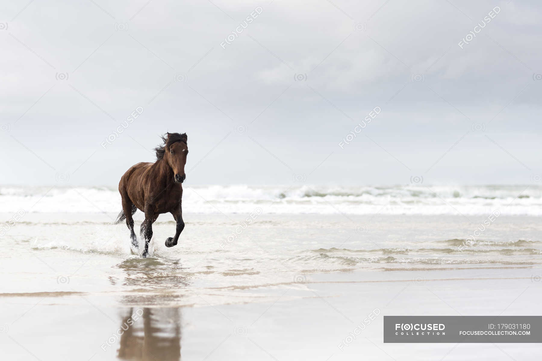 Как лошади бегают с хозяином по воде фото
