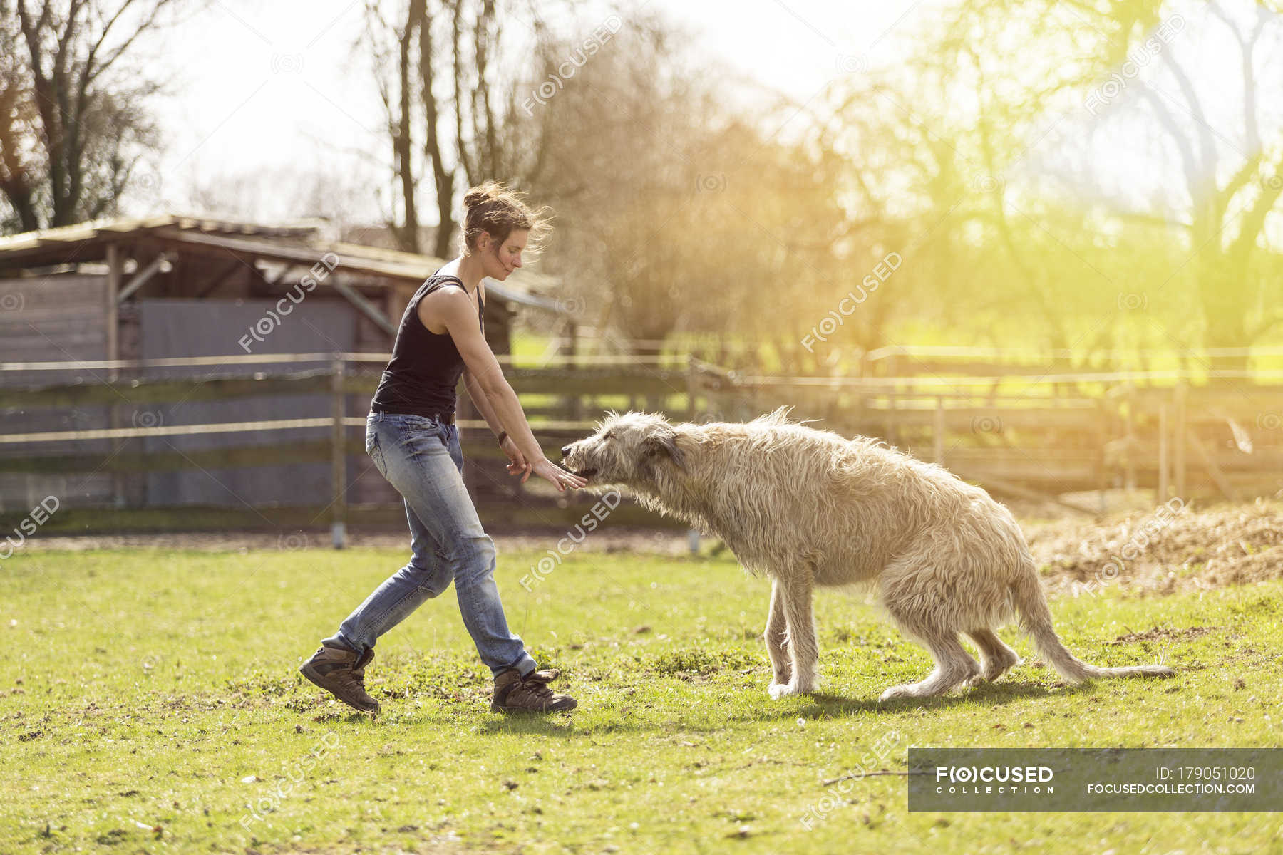 Woman training Irish Wolfhound on a meadow — backlit, nature Stock