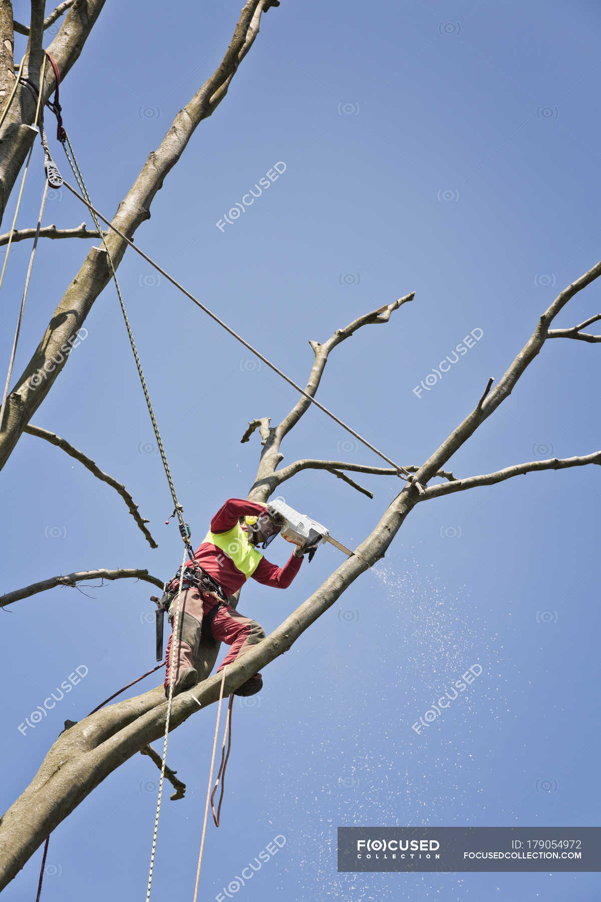 Worker secured with ropes pruning a tree with electric saw — Bare Tree