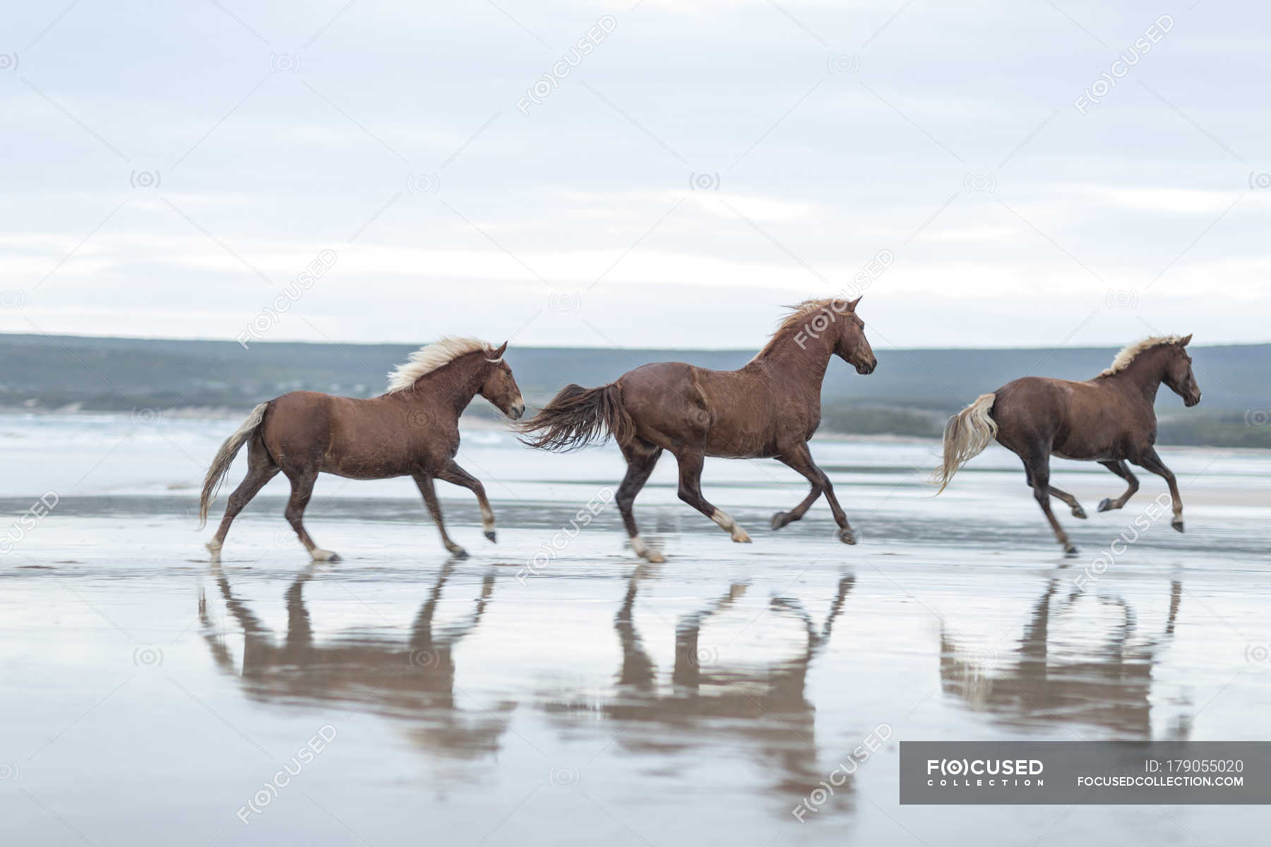 horse running on the beach