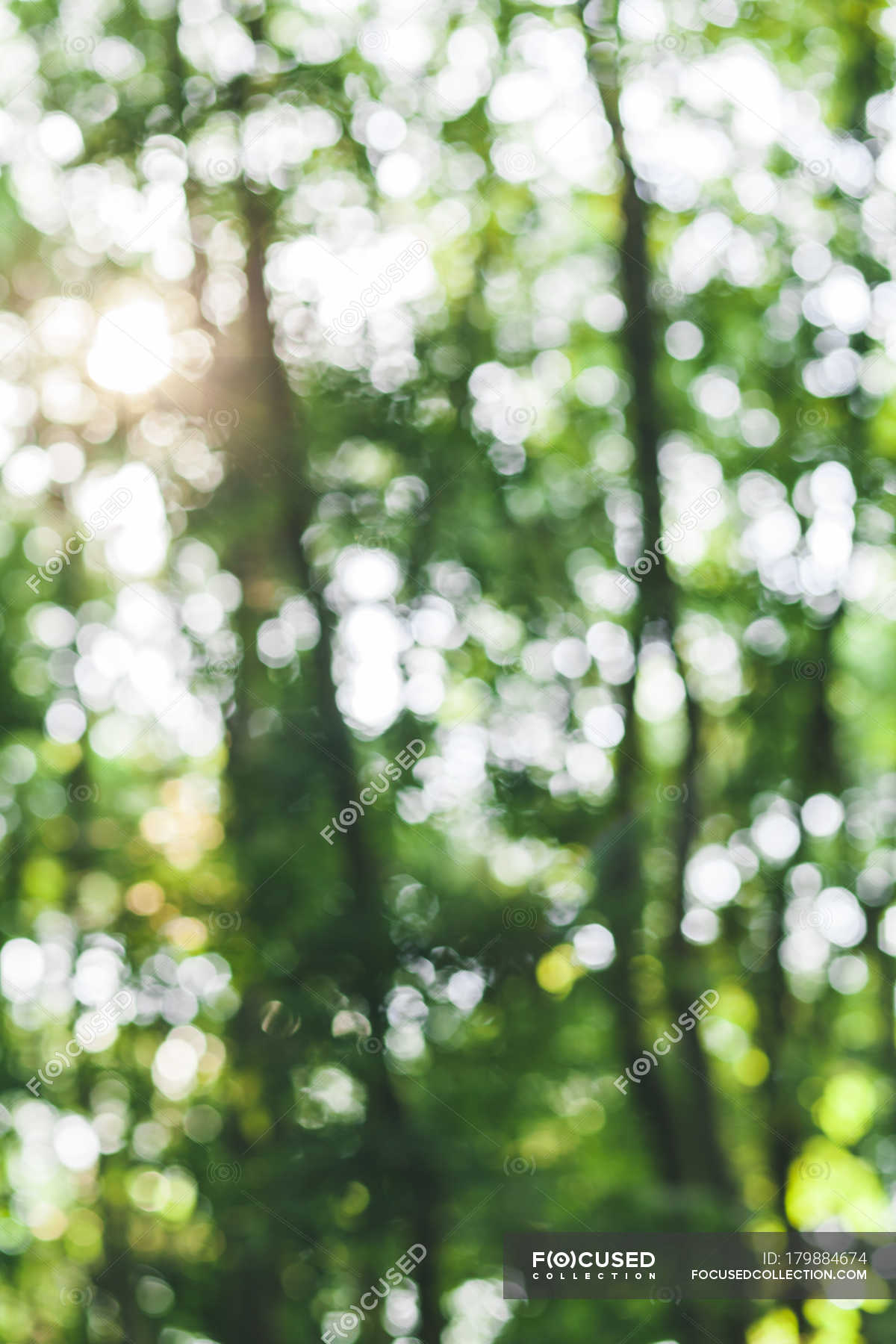 Defocused forest during daytime on blurred background — tree trunks,  bulgaria - Stock Photo | #179884674