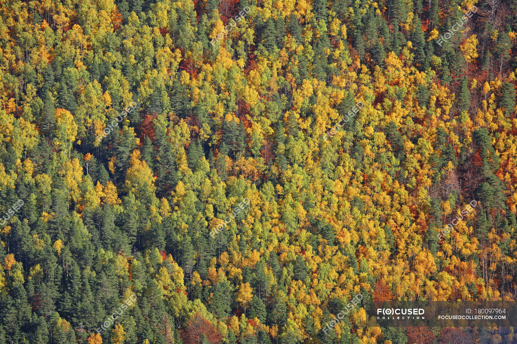 Aerial View Of Coniferous Forest In Autumn At Daylight Ordesa National