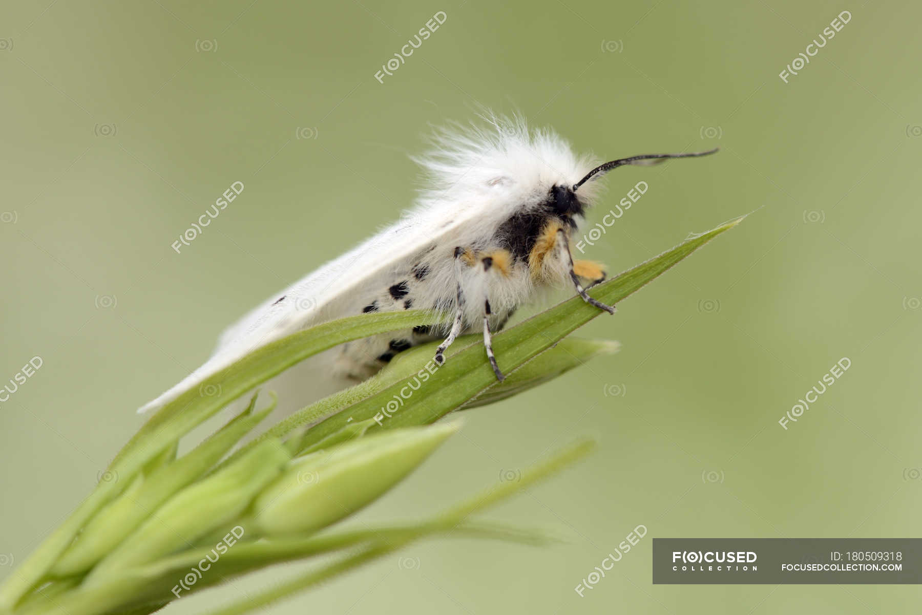 white ermine moth