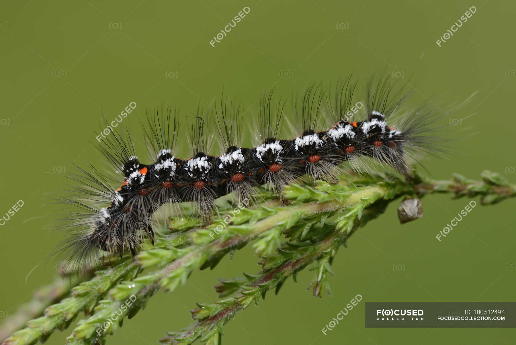 Yellow Tail On Twig Caterpillar On Green Plant Twig Multi Coloured Pattern Stock Photo 180512494