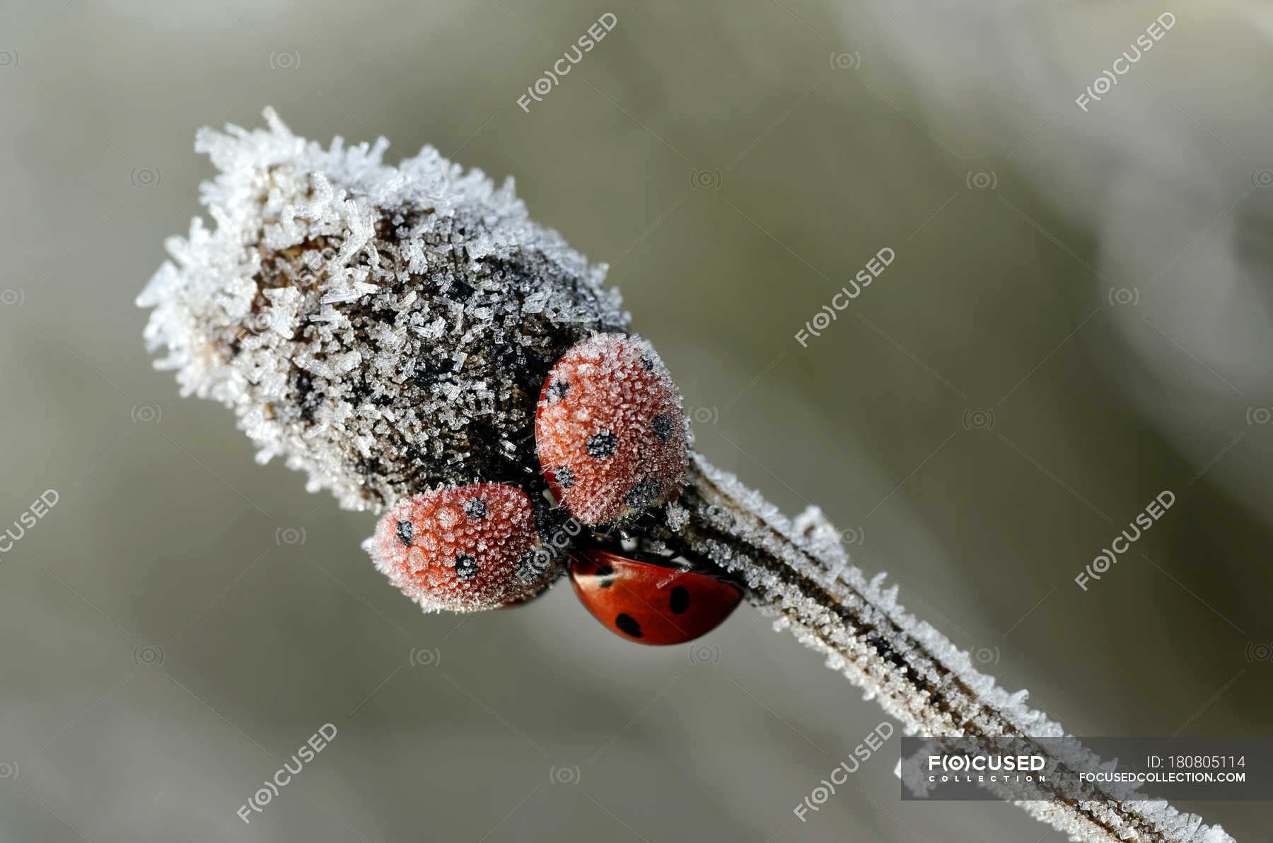 шедевры макросъемки. божья коровка зимой. зимовка божьих коровок. божья коровка фото. насекомые осенью.