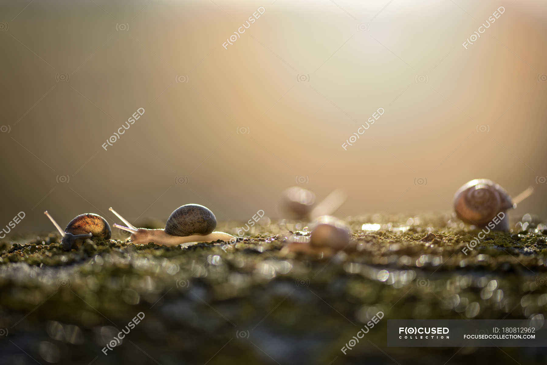 Close up view of Five snails, Gastropoda — snail shell, growth Stock
