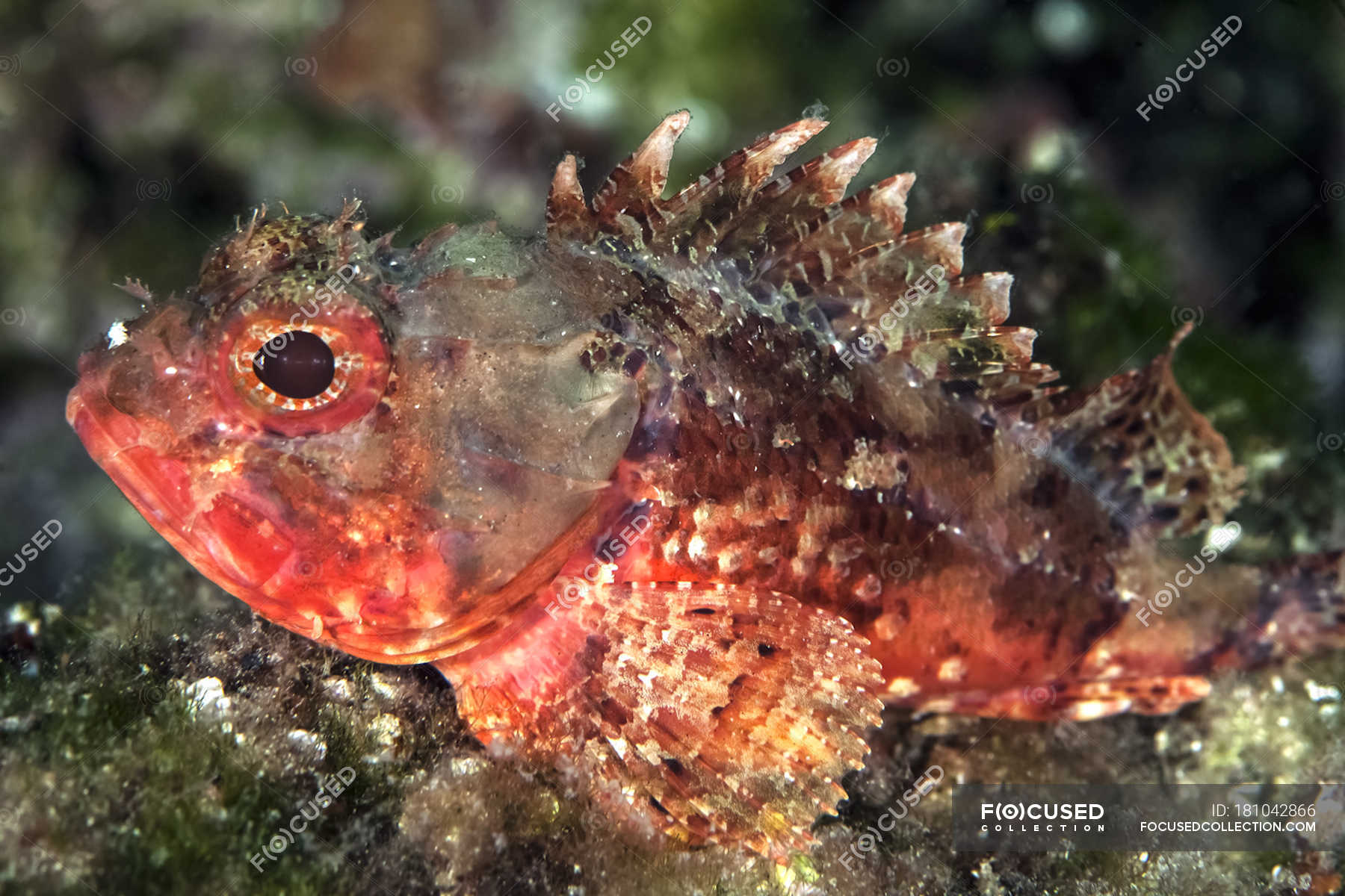red scorpion fish
