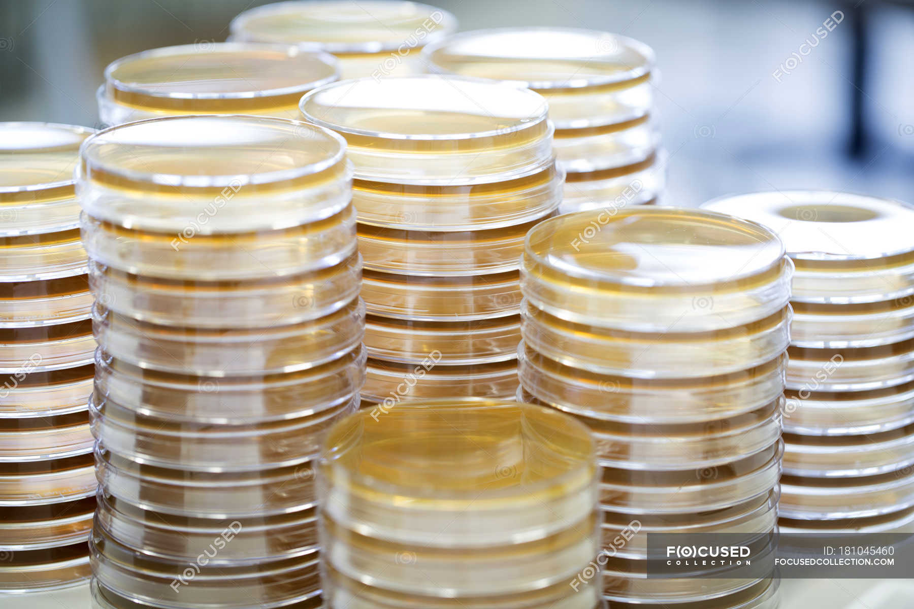 stacks-of-petri-dishes-in-a-laboratory-workplace-science-stock