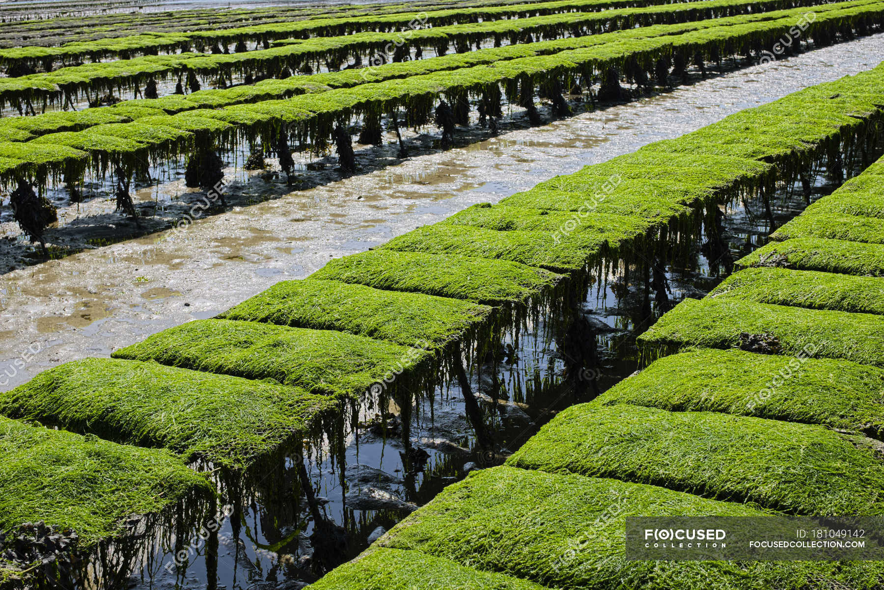 irish-premium-oysters-generational-secrets-of-oyster-farming