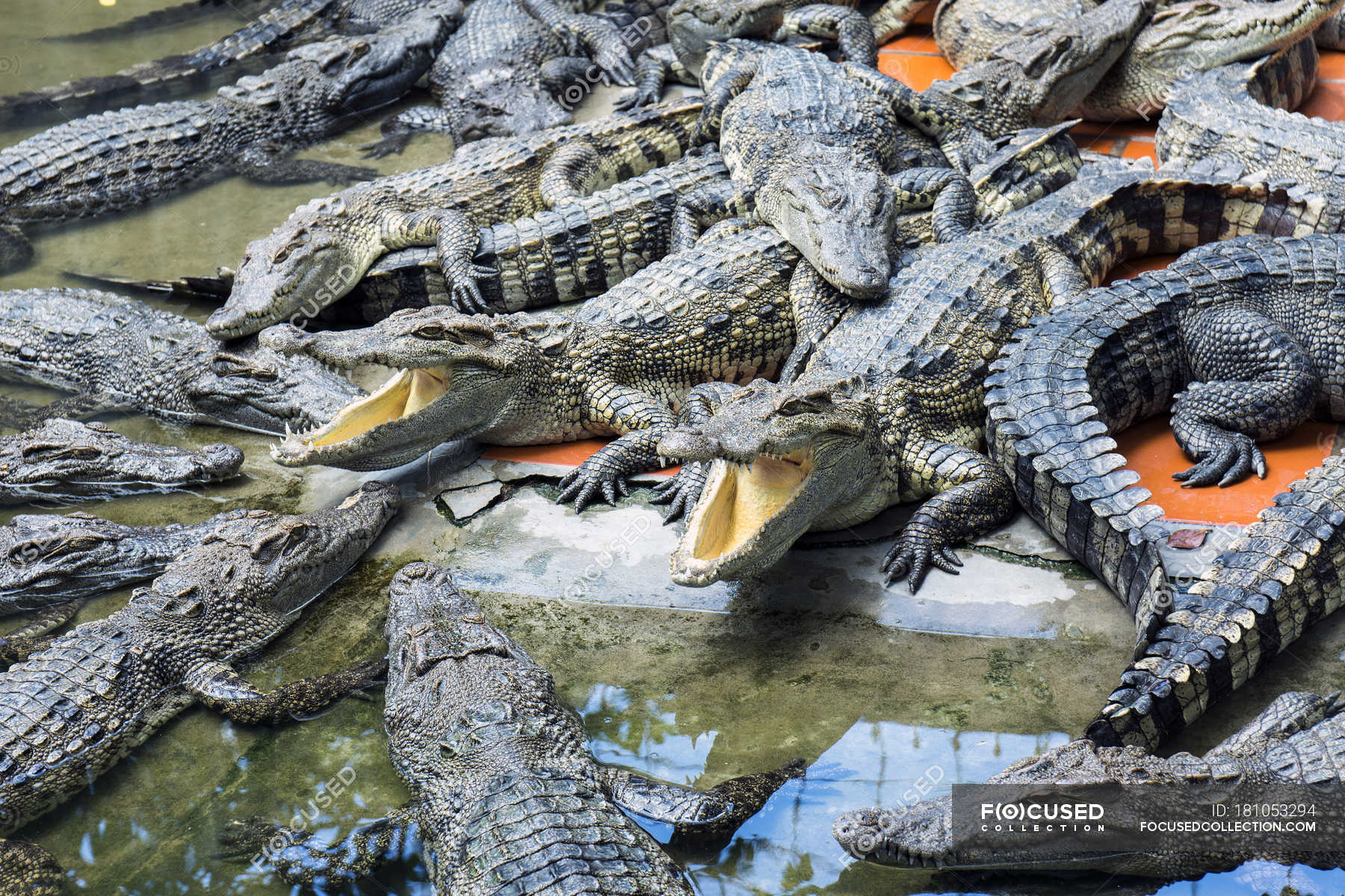 Vietnam, An Giang, Long Xuyen, crocodiles at a farm — Full Frame, wildlife  - Stock Photo | #181053294