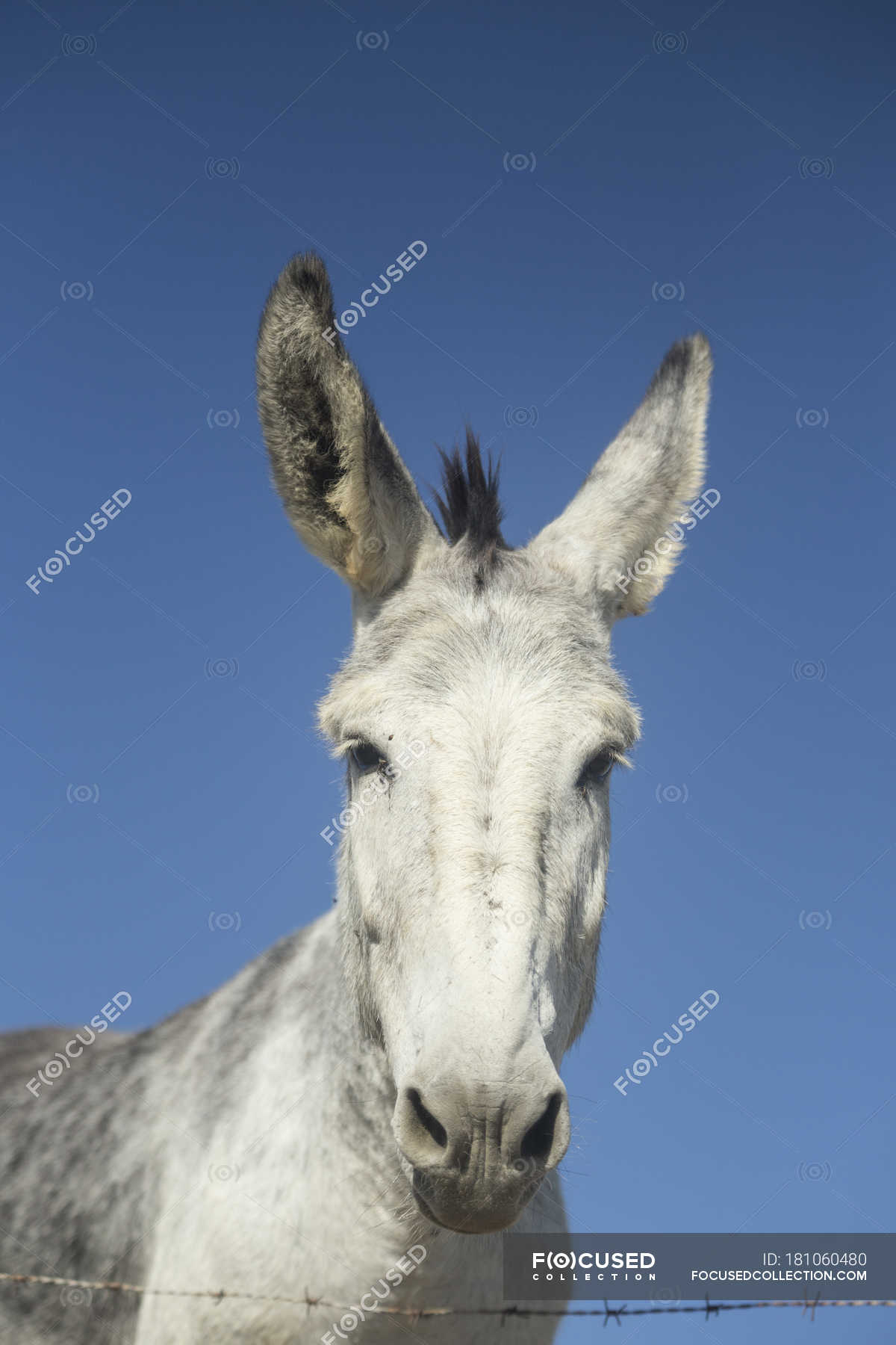 Close Up Of Grey Donkey Looking At Camera With Blue Sky On Background Animal Head Razor Wire Stock Photo