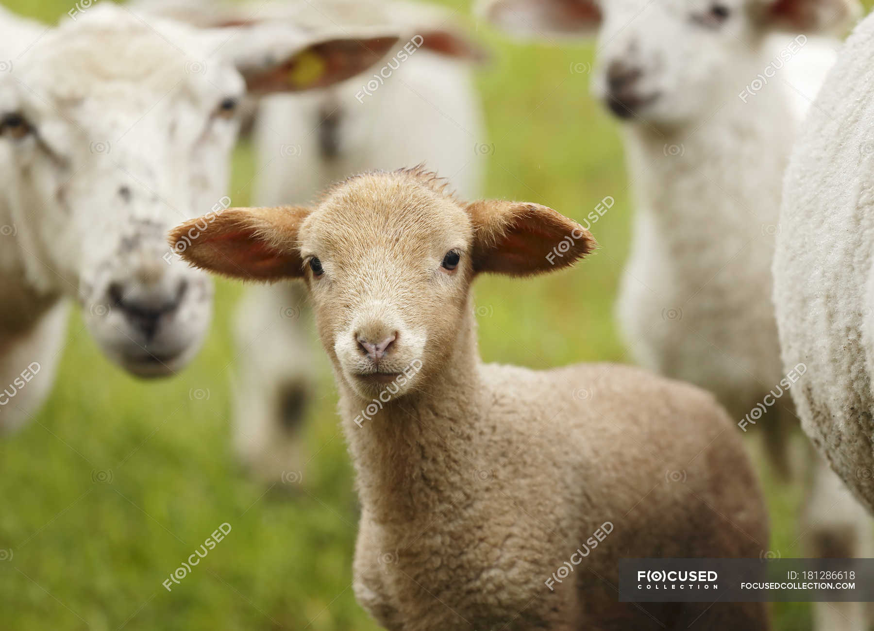 Closeup of brown lamb muzzle, Ovis orientalis aries — stock farming