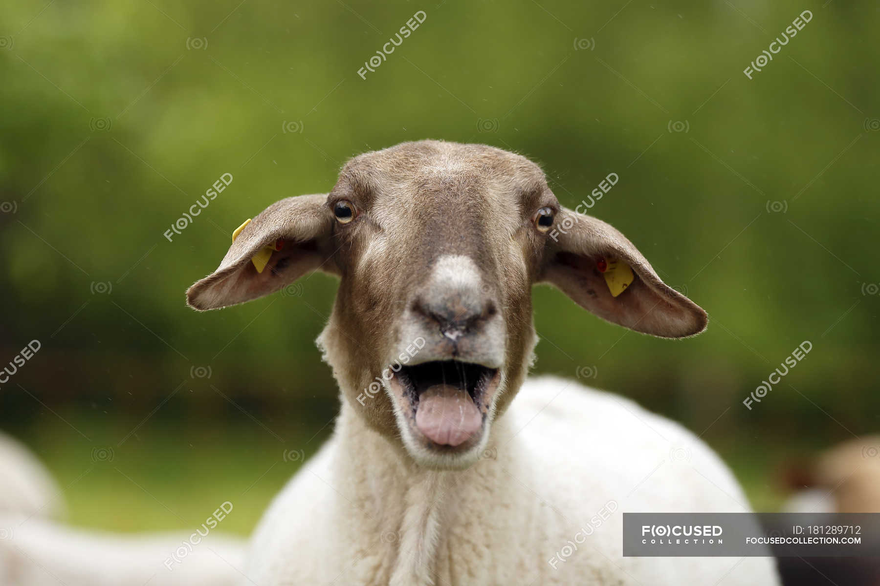 Bleating domestic sheep, Ovis orientalis aries — animal, bicolored - Stock  Photo | #181289712