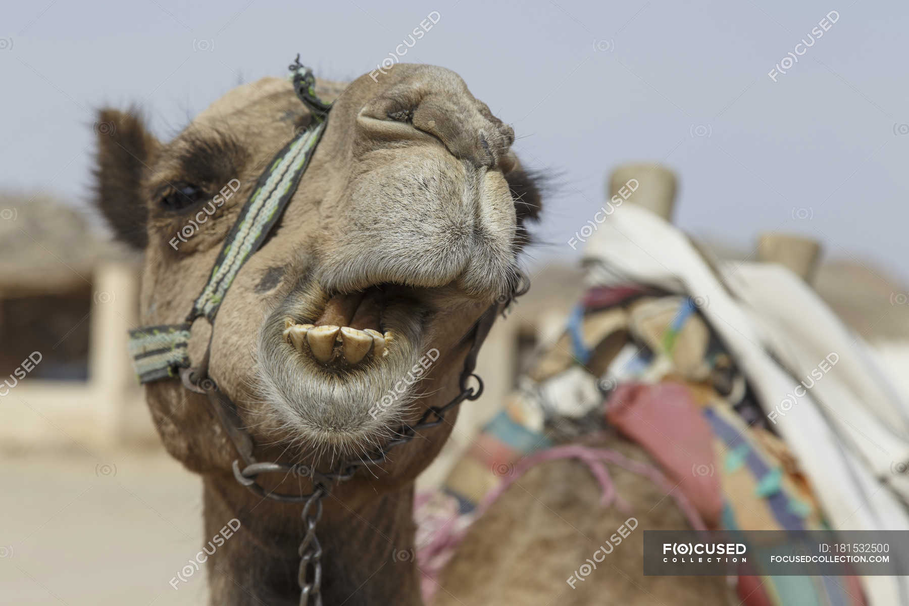 Tooth camel Camels Have