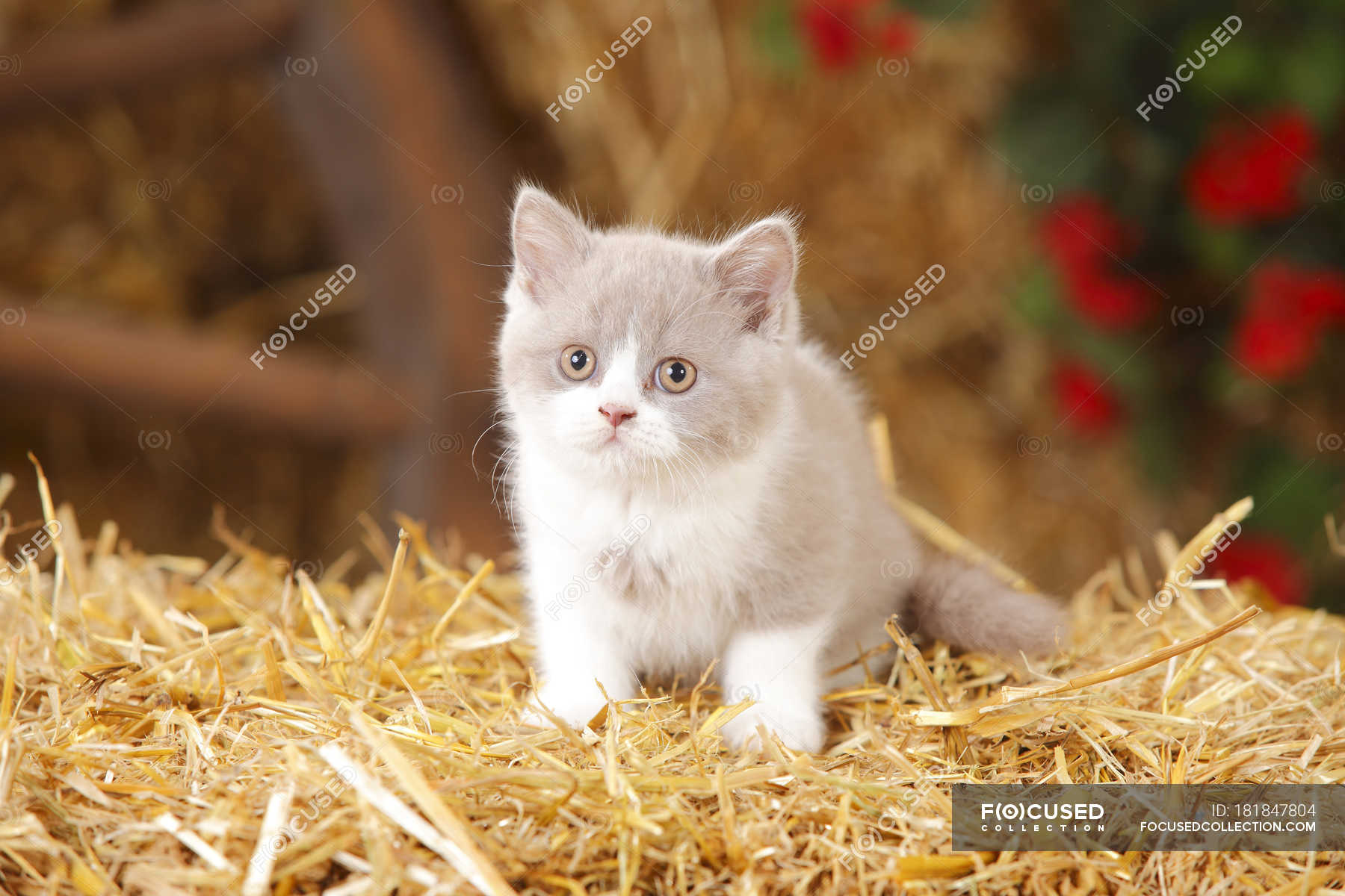 British Shorthair Kitten Sitting On Straw In Barn Looking At