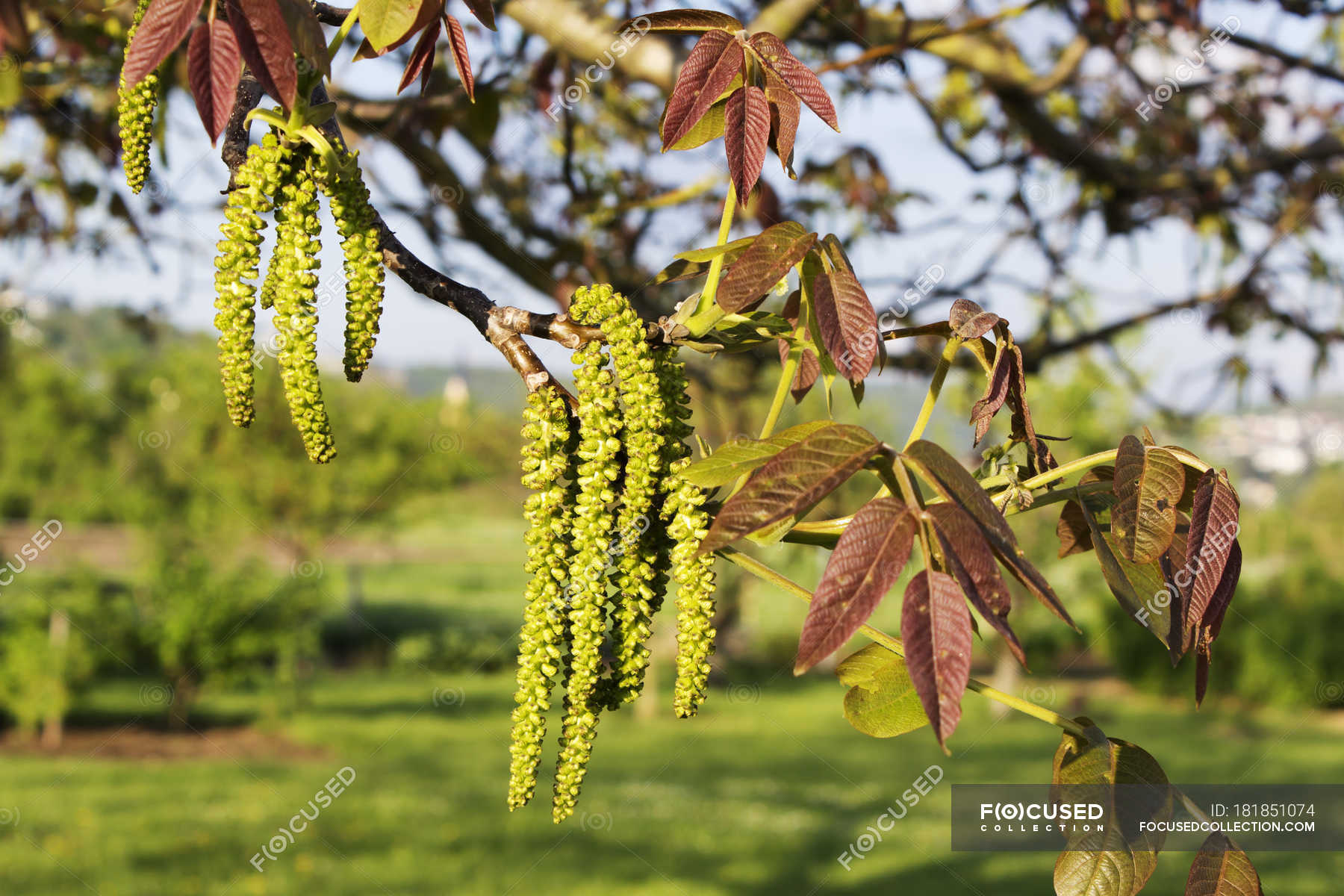 Close up of catkins of walnut tree — selective focus, freshness Stock